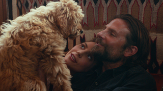Bradley Cooper won't win a directing Oscar, but his dog is swimming in good boy awards<em></em>